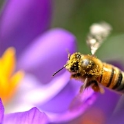 Pollinator Health