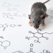 Rats Follow Their Nose: Using Odor to Produce New Tools for Urban Pest Management